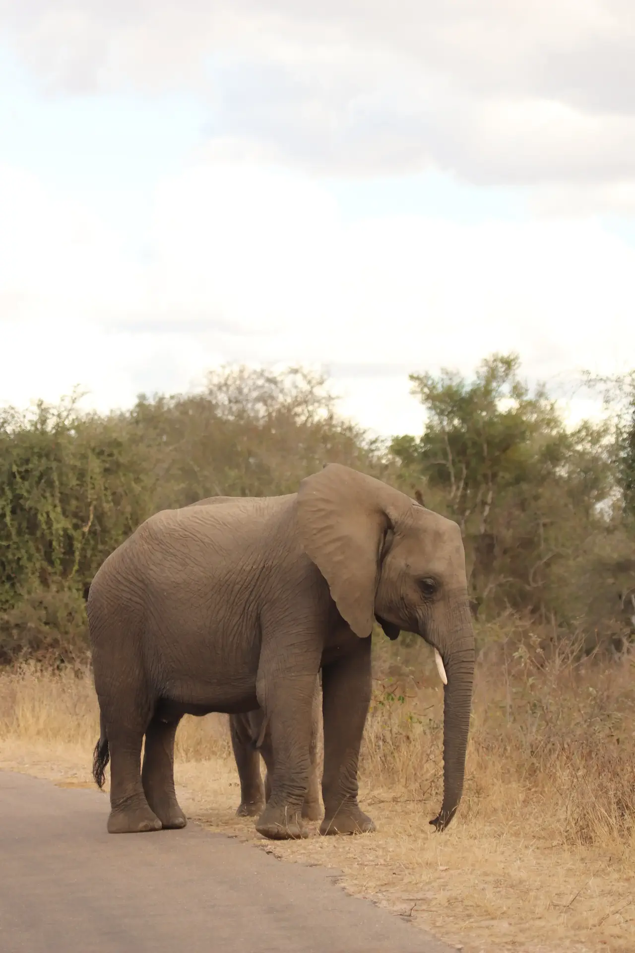 Elephant walking along dusty path in savanna