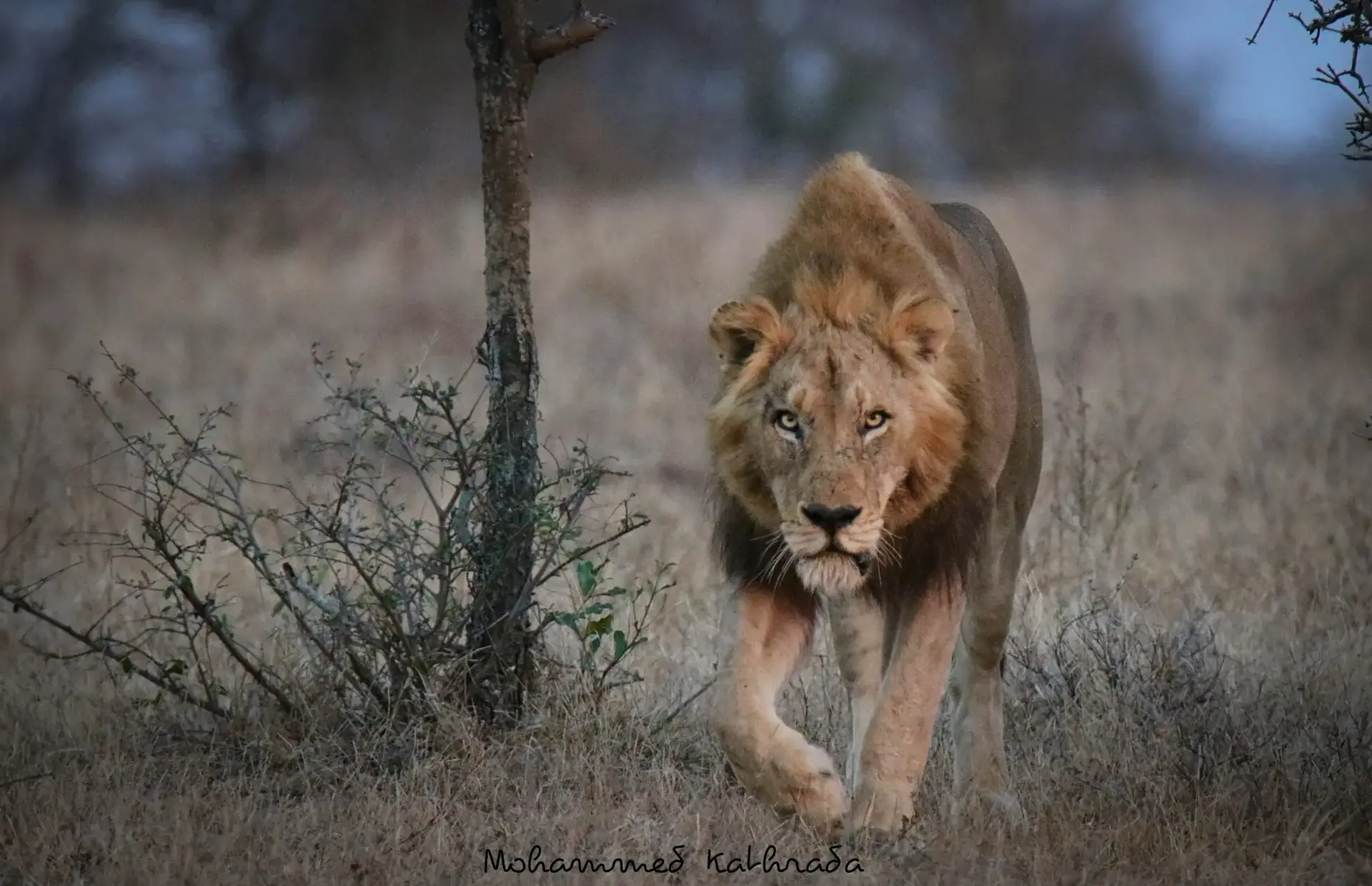 Male lion walking through dry grassland