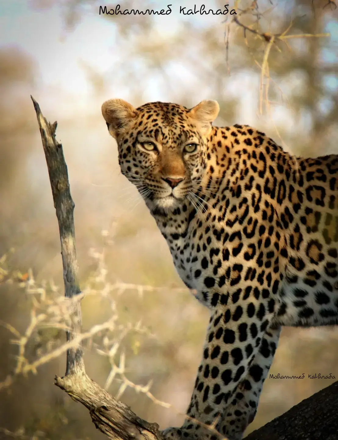 Leopard peering from behind a branch