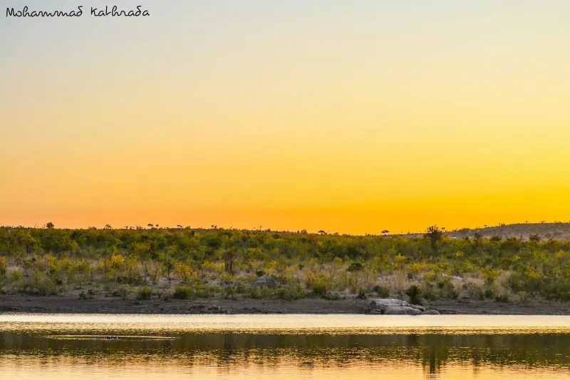 Golden sunset over African waterhole with bush
