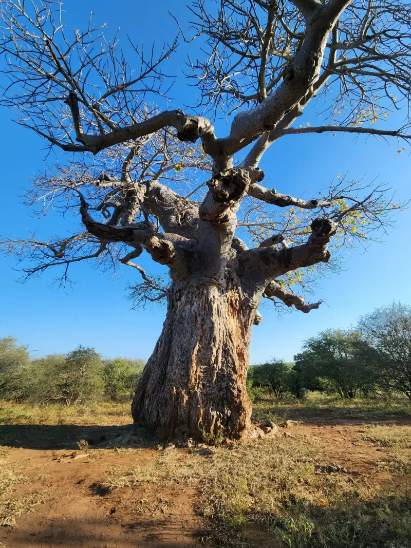 Ancient baobab tree in African bushveld