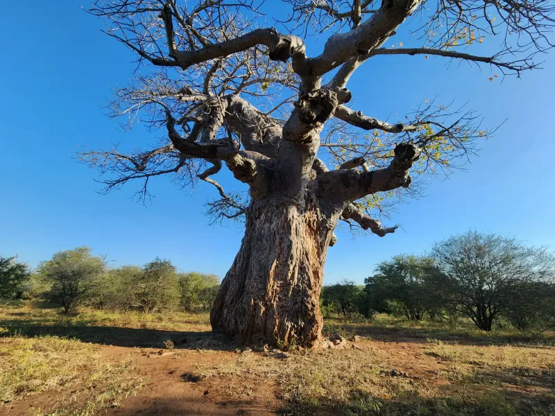 Majestic baobab tree against clear blue sky