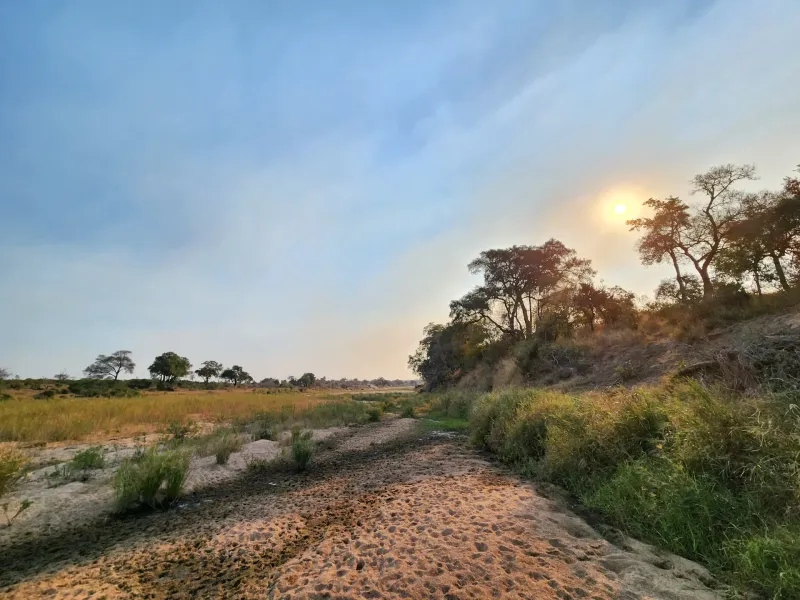 Dry sandy riverbed at sunset with trees