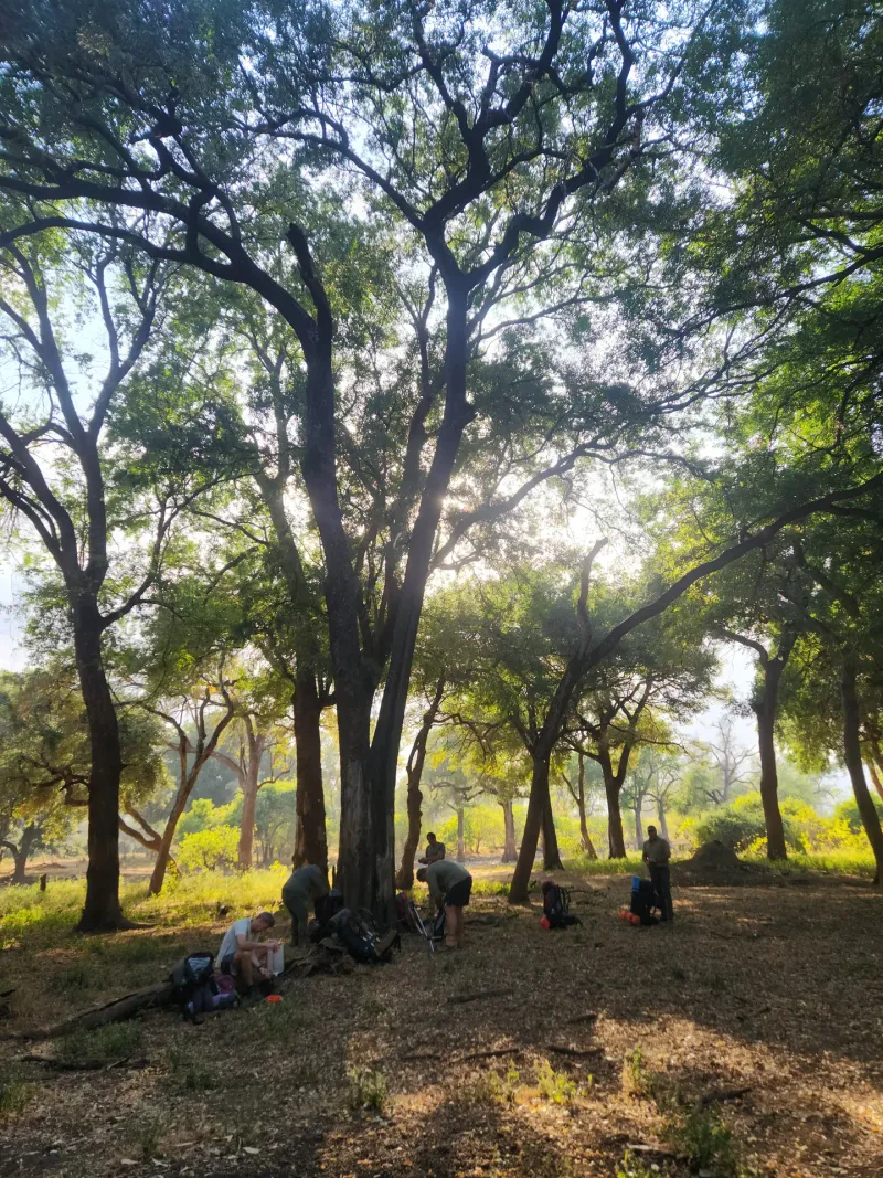 Group walking under sunlit forest canopy