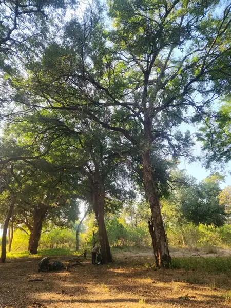 Tall trees in sunlit indigenous forest