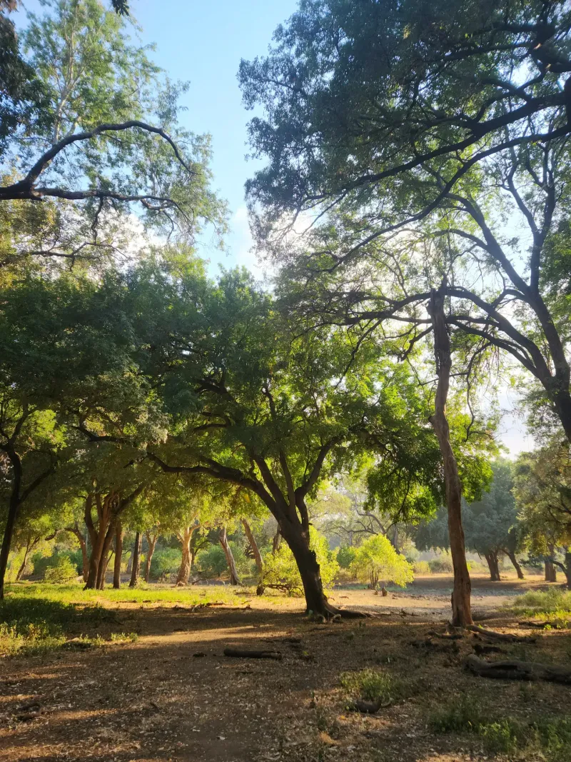Lush green forest canopy with sunlight filtering