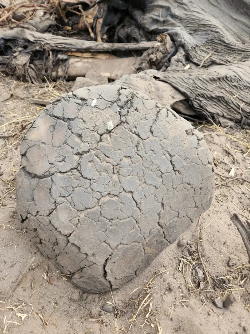 Dried elephant dung with cracked mud patterns