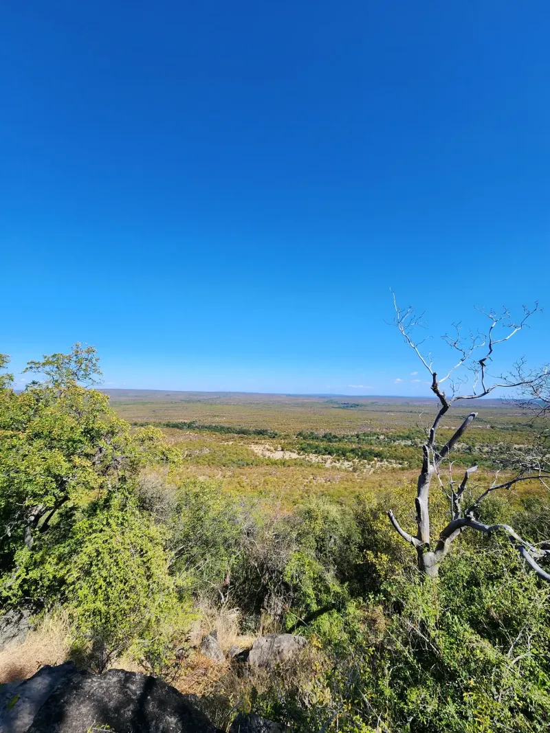 Wide African bushveld panorama with dead tree