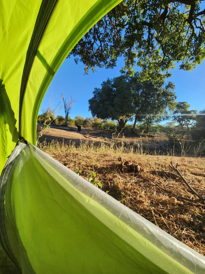 View from inside green tent in bushveld