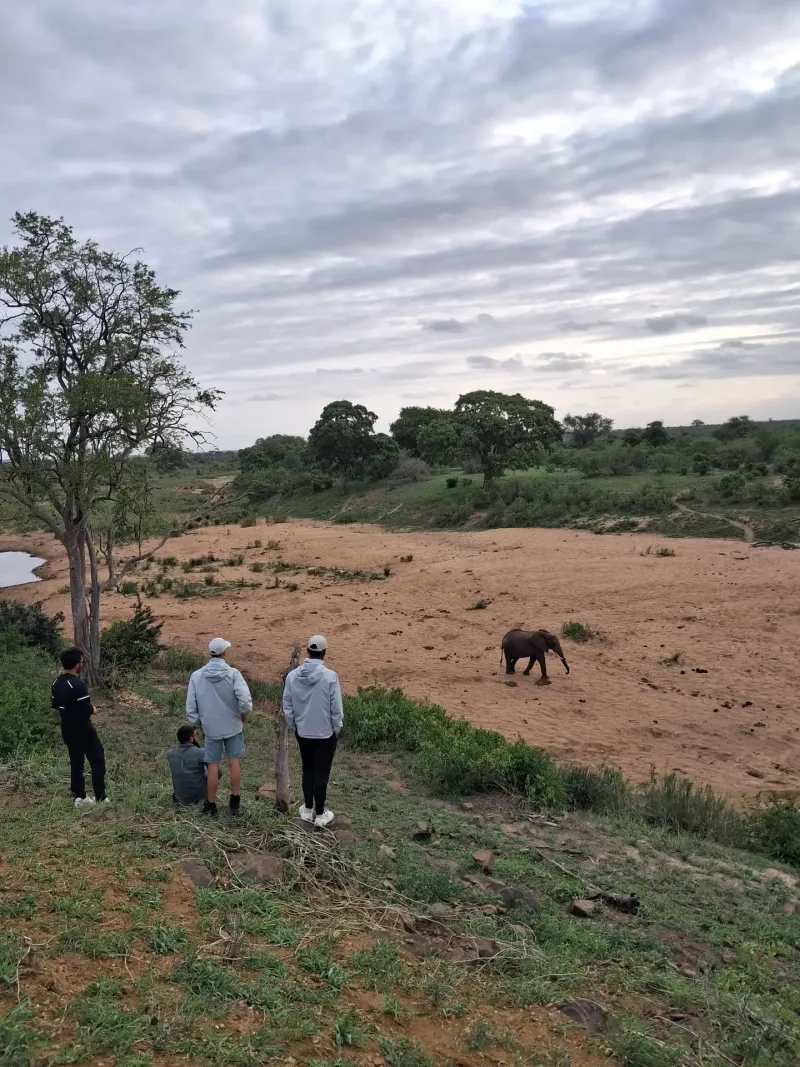 Guests walking toward elephant on dirt road