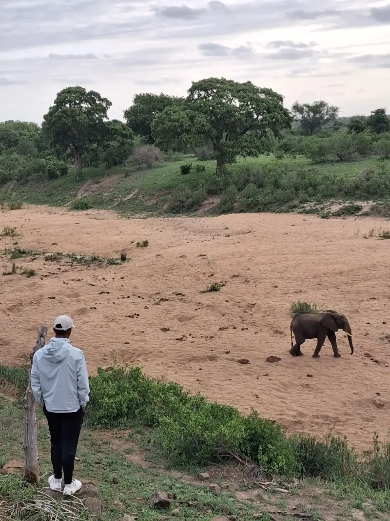 Guide photographing elephant on bush walk