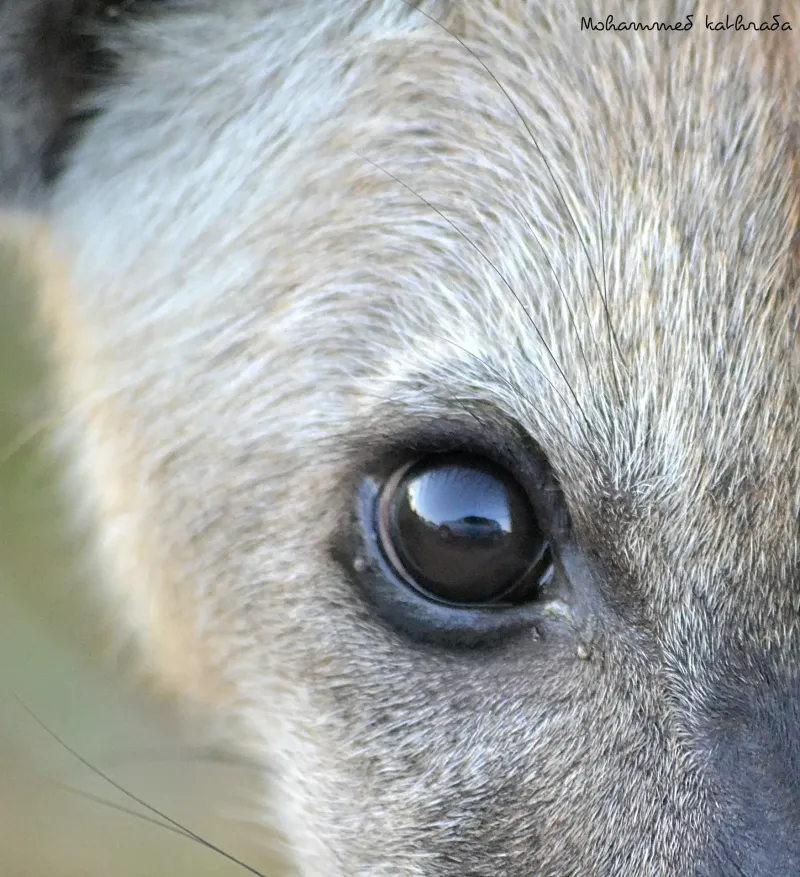 Close-up of antelope eye in detail