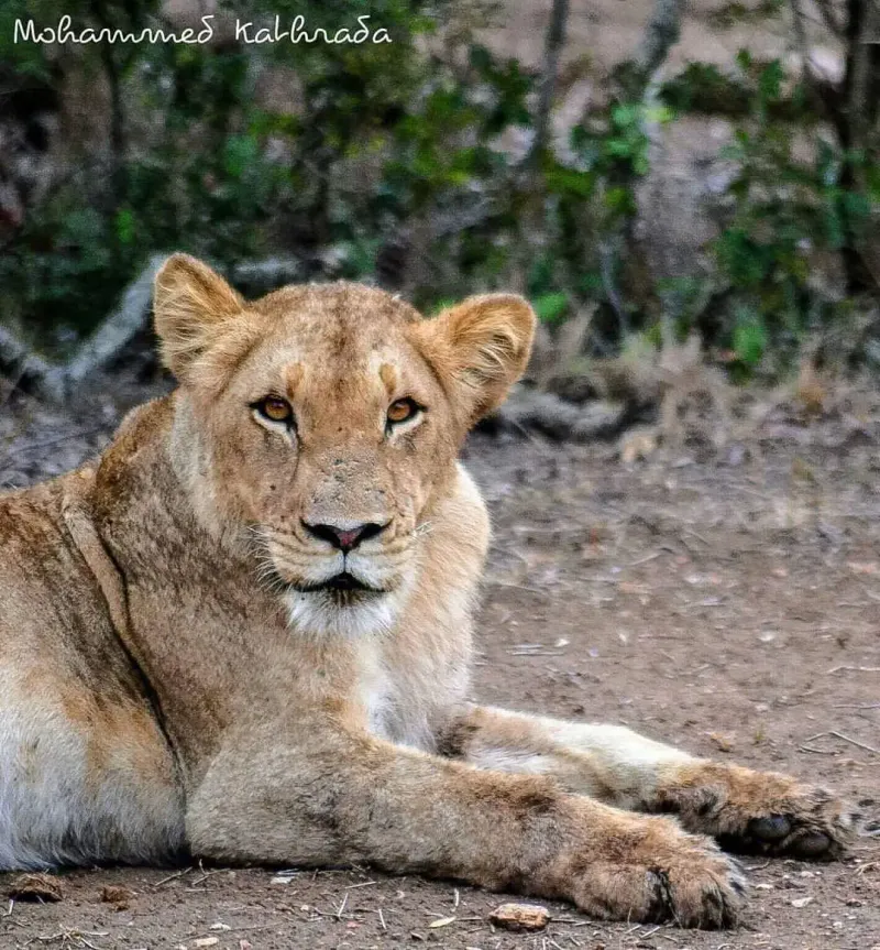 Young lioness resting on the ground