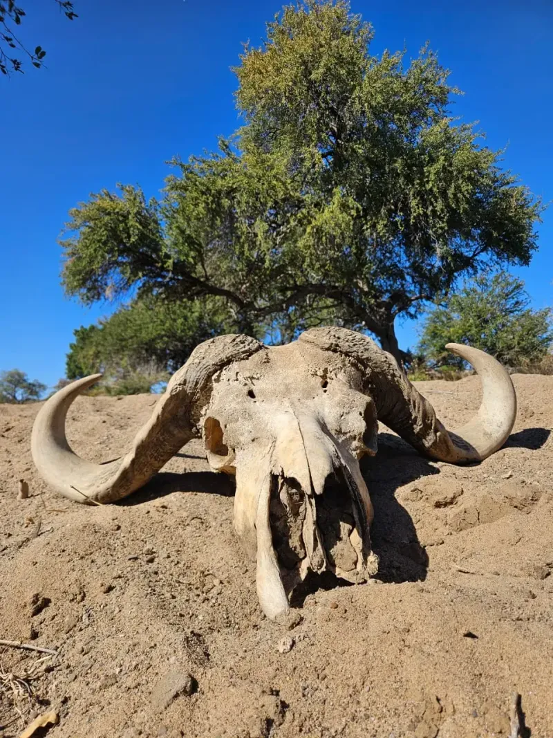 Cape buffalo skull on sandy ground