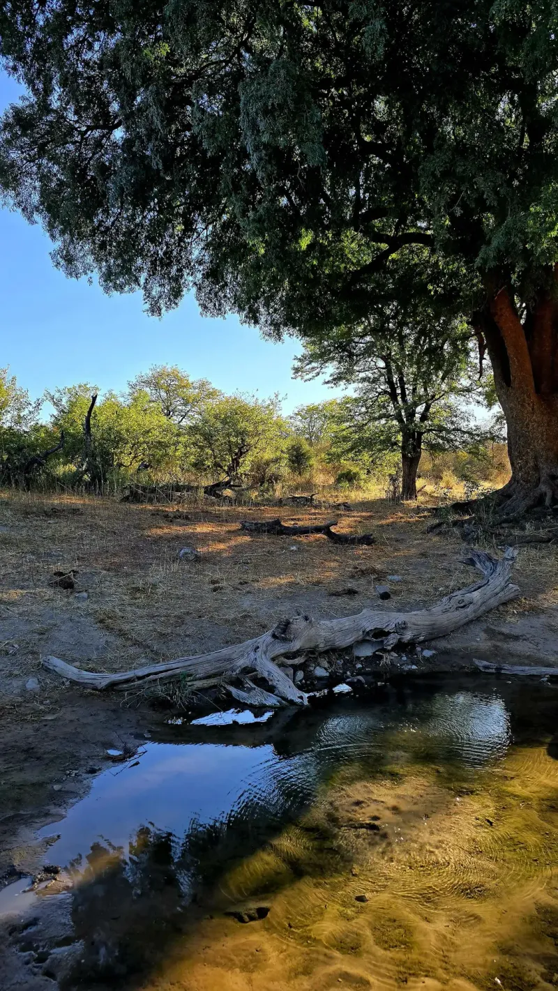 Shaded watering hole beneath large tree