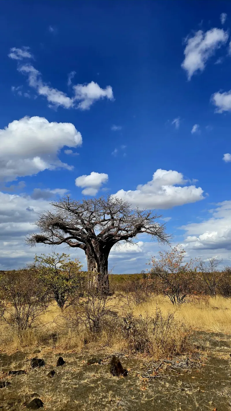 Lone baobab tree in dry savanna grassland