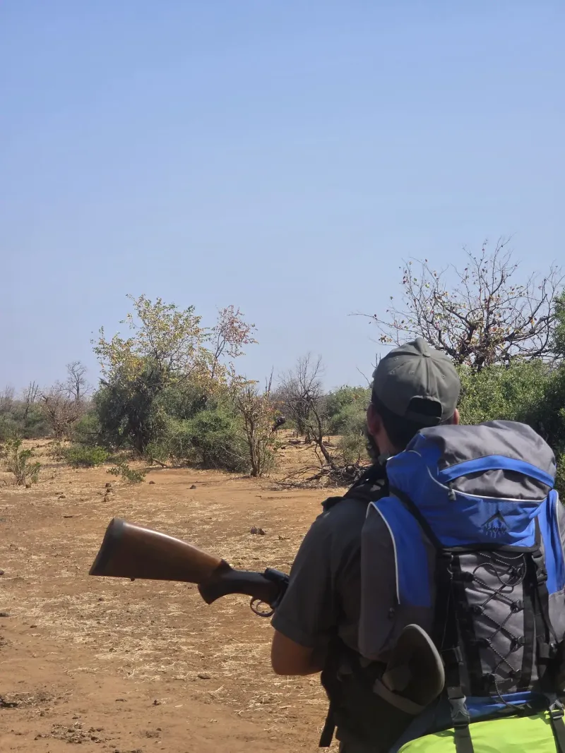 Armed ranger scanning bushveld on walking safari