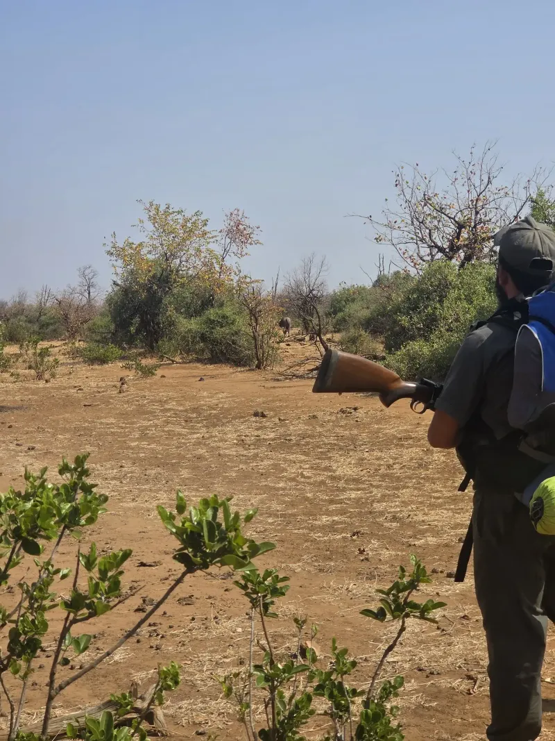 Armed ranger tracking elephant through open bushveld
