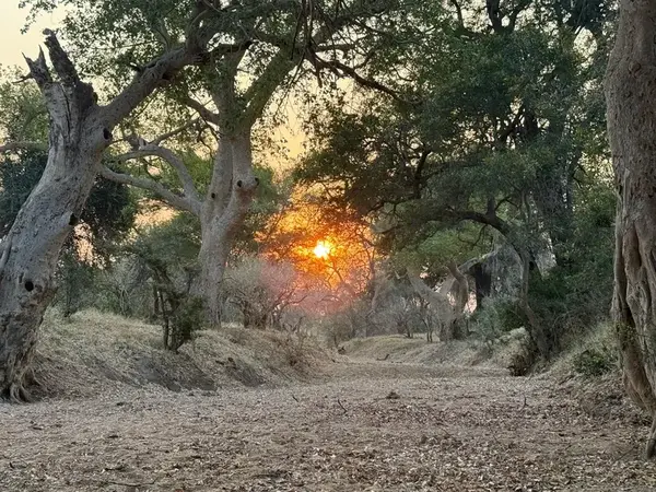 Golden sunset through ancient African trees