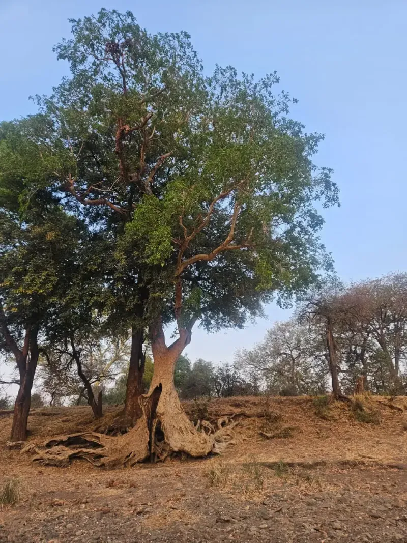 Majestic tree with exposed roots in bushveld