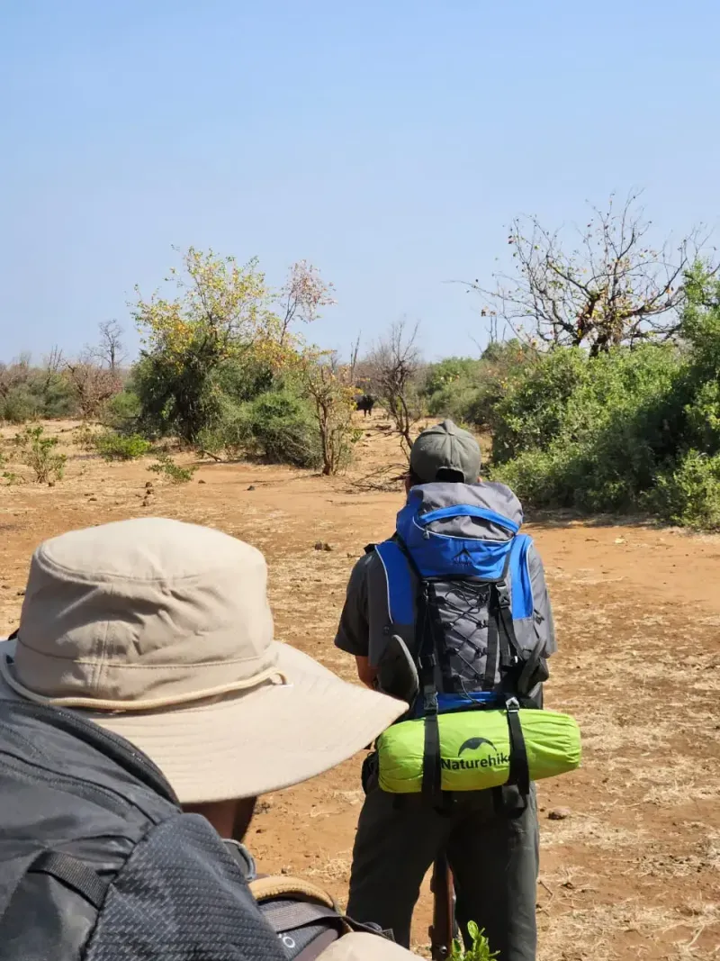 Walking safari group observing distant wildlife
