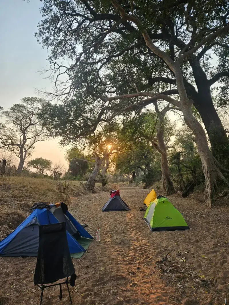 Bush camp tents under trees at sunset