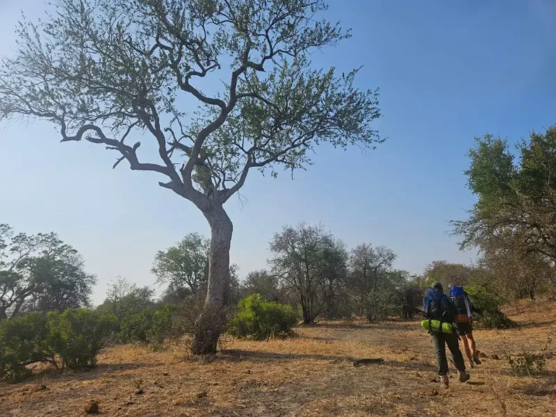 Backpackers walking through African bush landscape