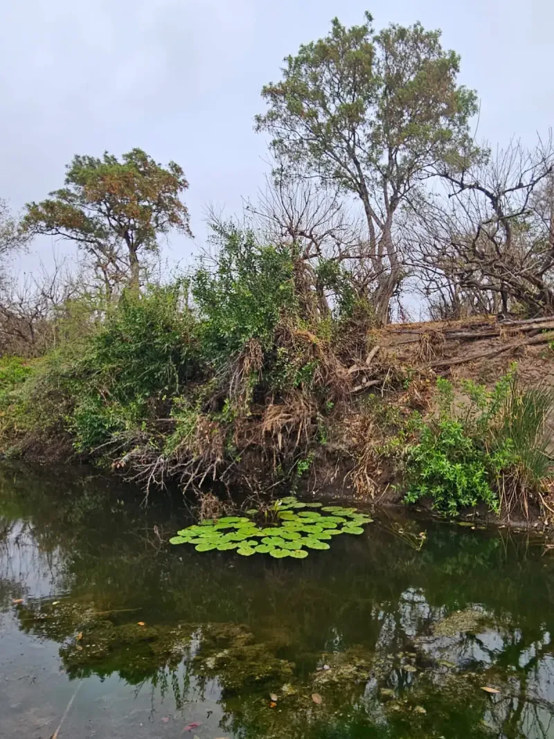 River with green lily pads and lush bank