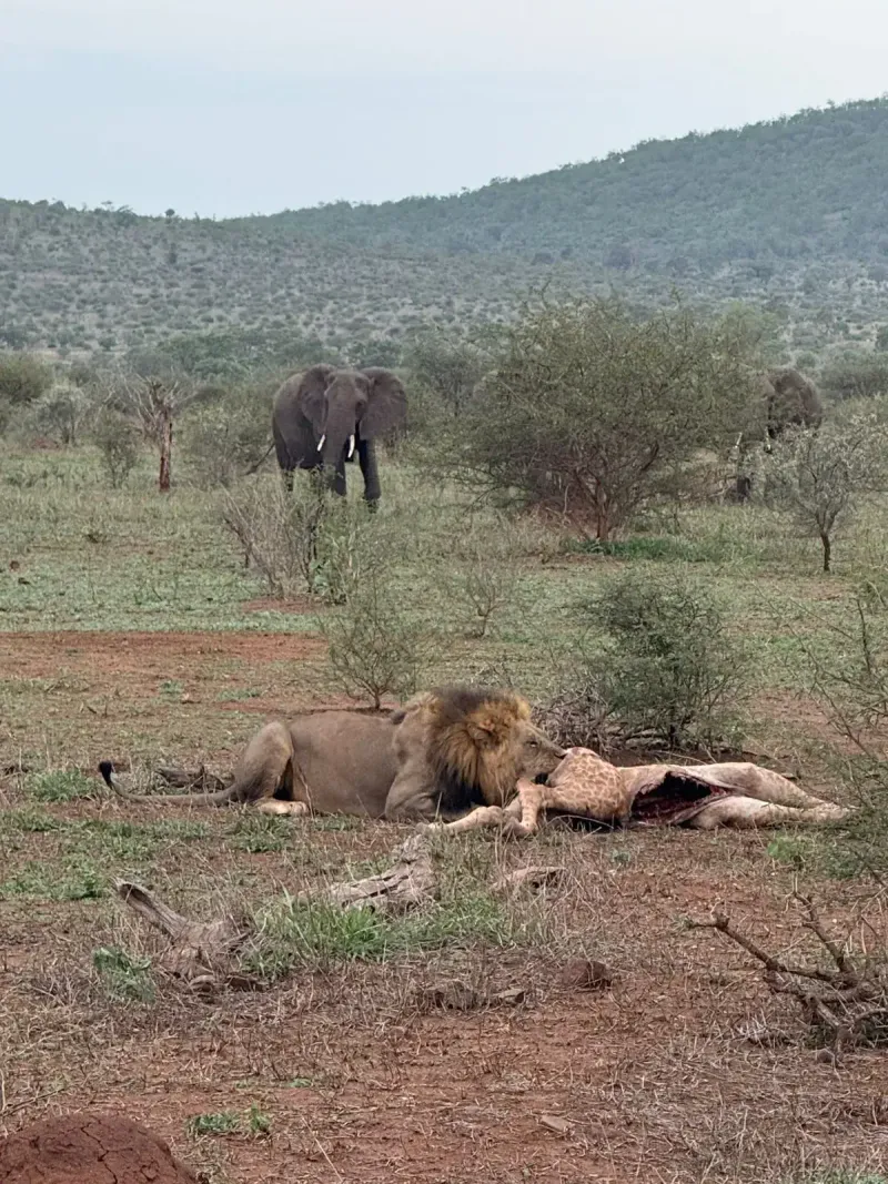 Lion feeding with elephant in background