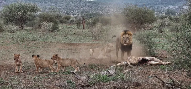 Lion pride with cubs at a kill