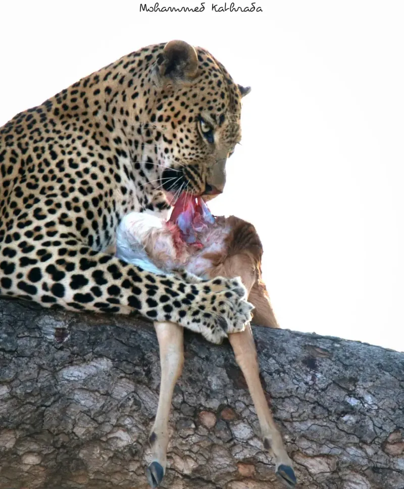 Leopard feeding on prey in a tree