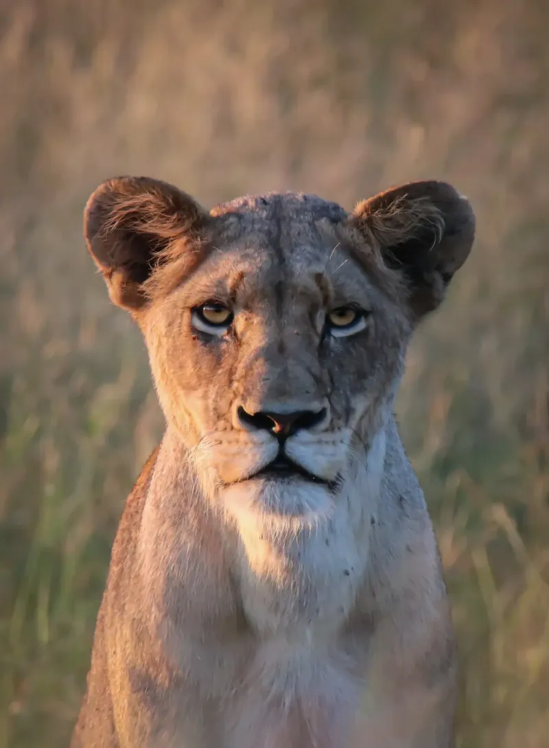 Lioness portrait staring directly at camera
