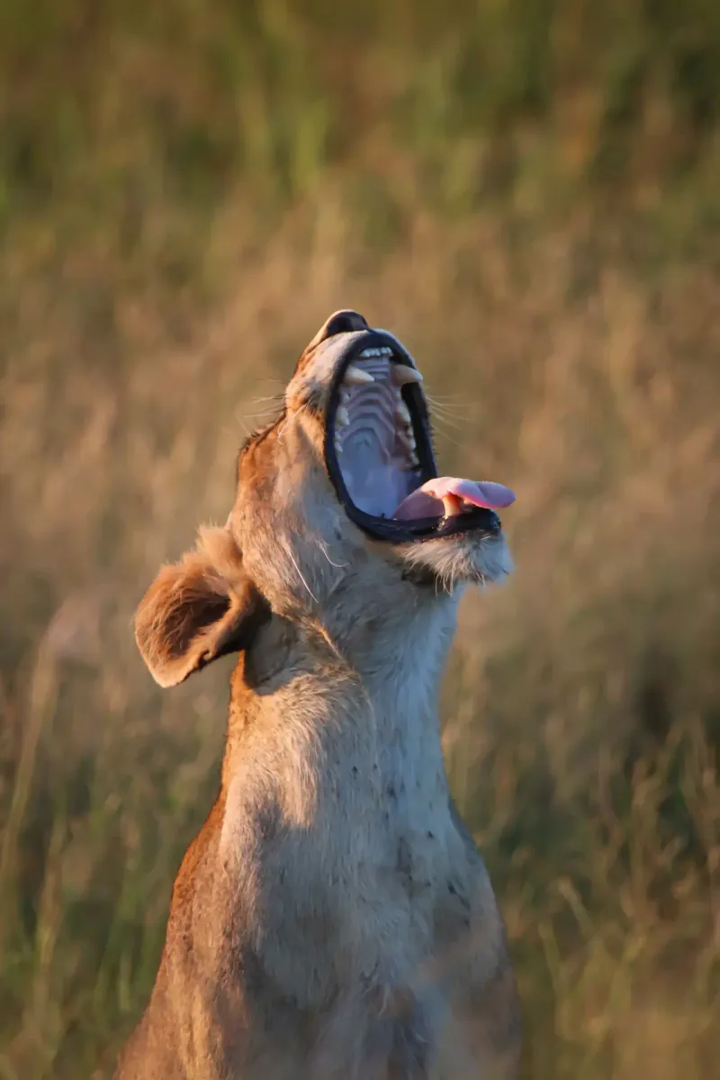 Lioness yawning at golden hour in grassland