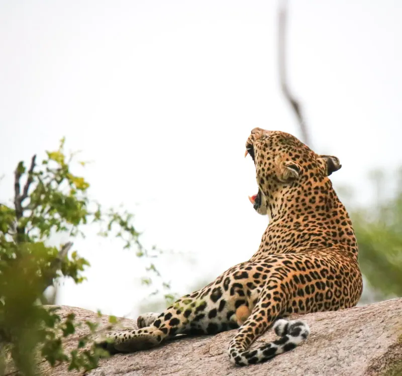 Leopard yawning while resting on a rock