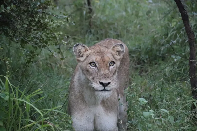 Lioness walking through green bush close-up