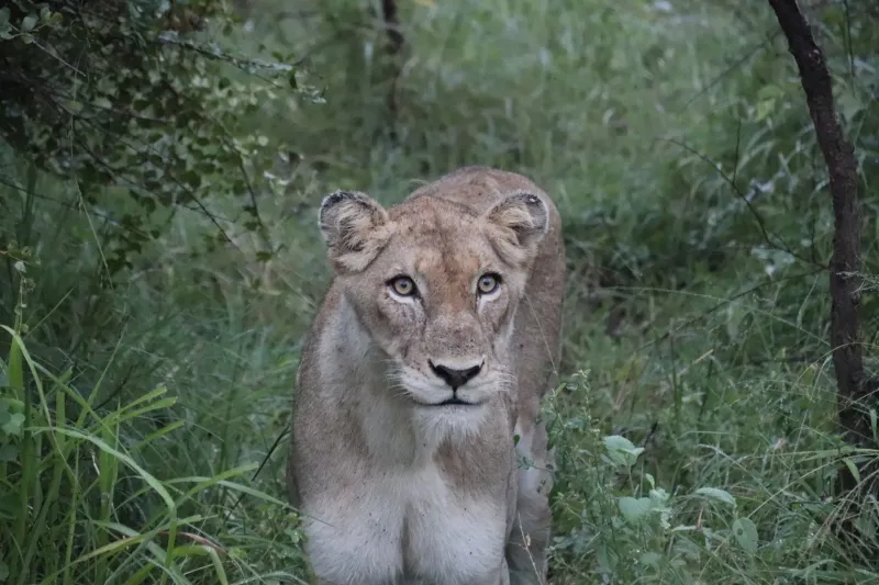 Lioness walking through green bush staring ahead