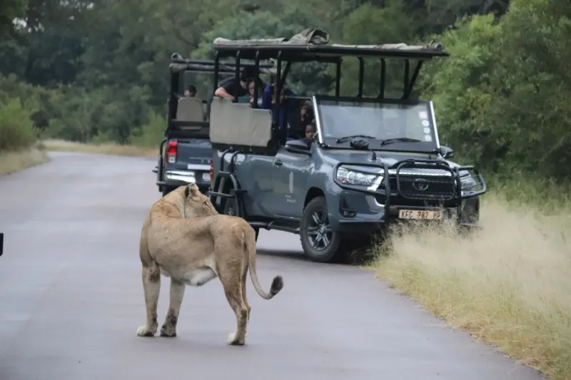 Lioness approaching safari game drive vehicle