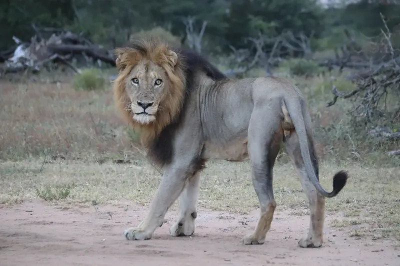 Male lion standing on dirt road in bush