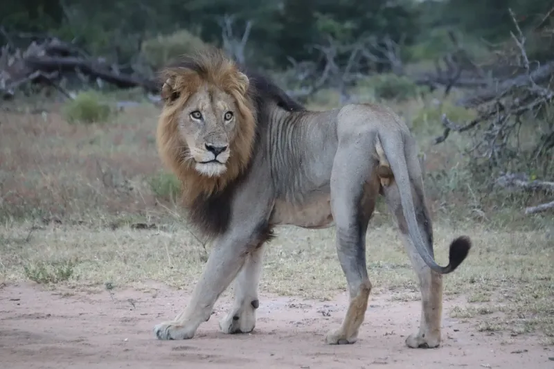 Male lion with full mane standing on dirt path