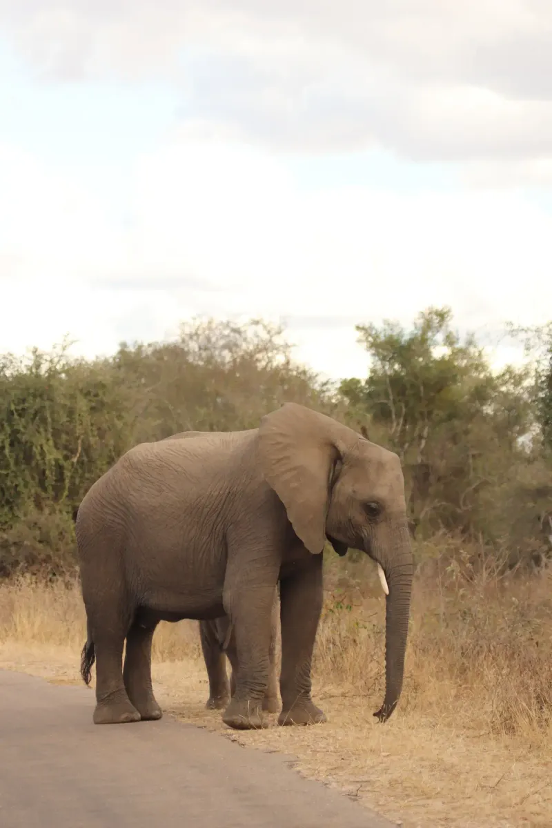 Elephant walking along dusty path in savanna