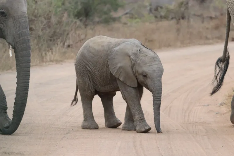 Baby elephant crossing dirt road with herd