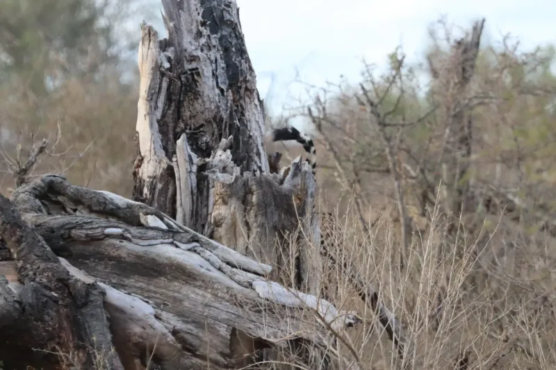 Weathered dead tree trunk in dry bushveld