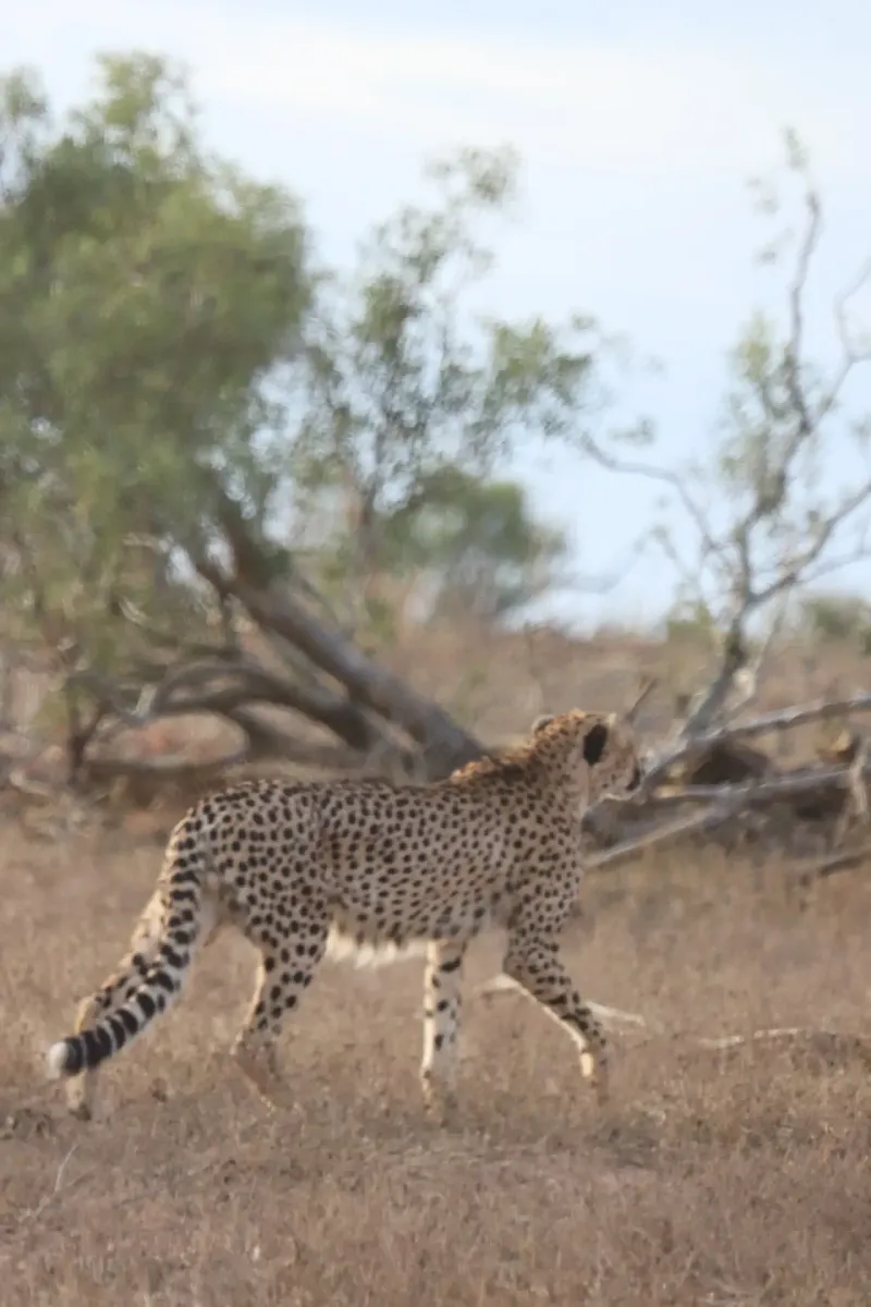 Cheetah walking through dry grassland