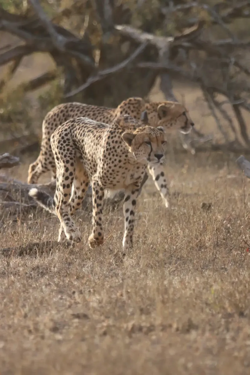 Two cheetahs walking together in dry bush
