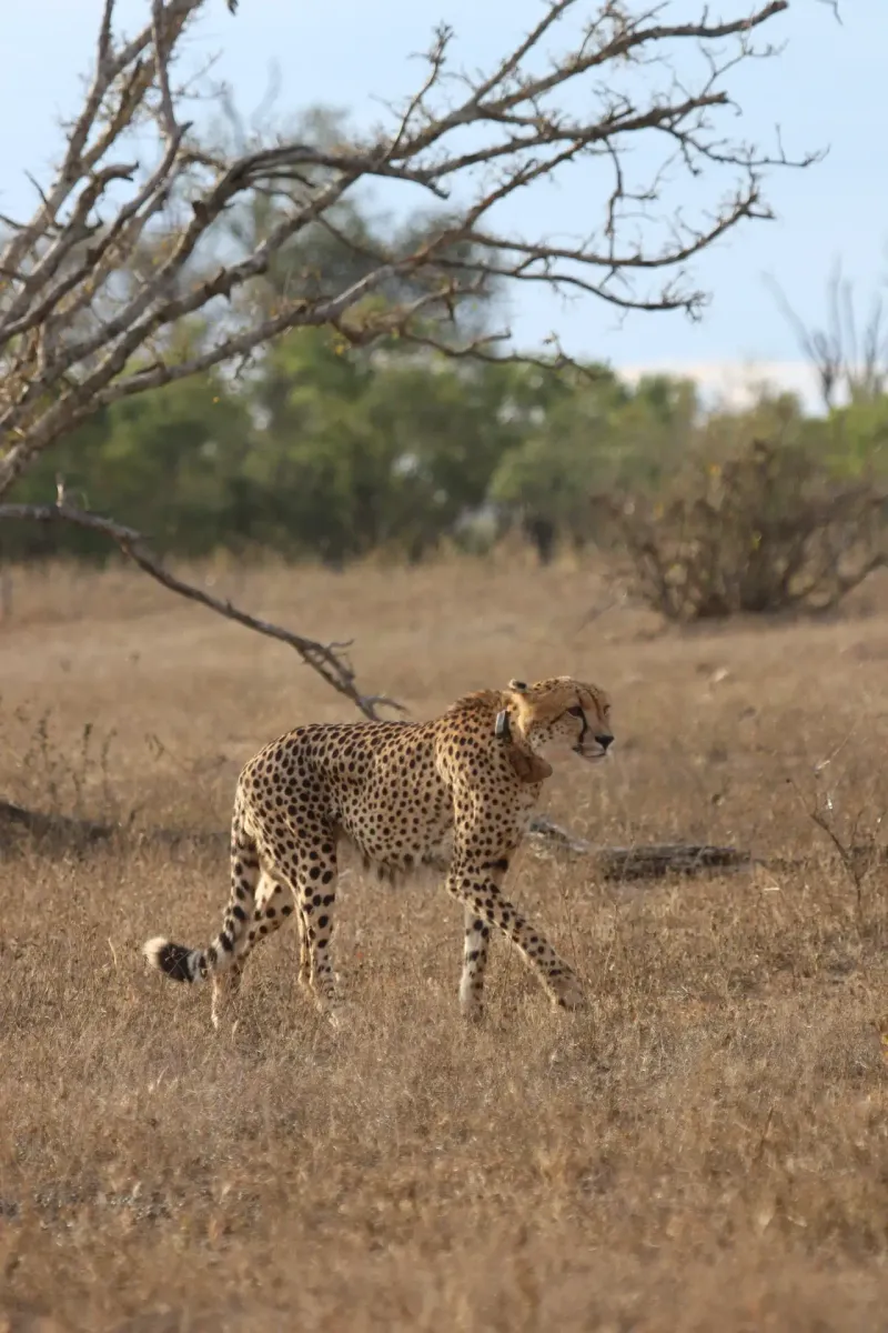 Cheetah stalking through open dry terrain