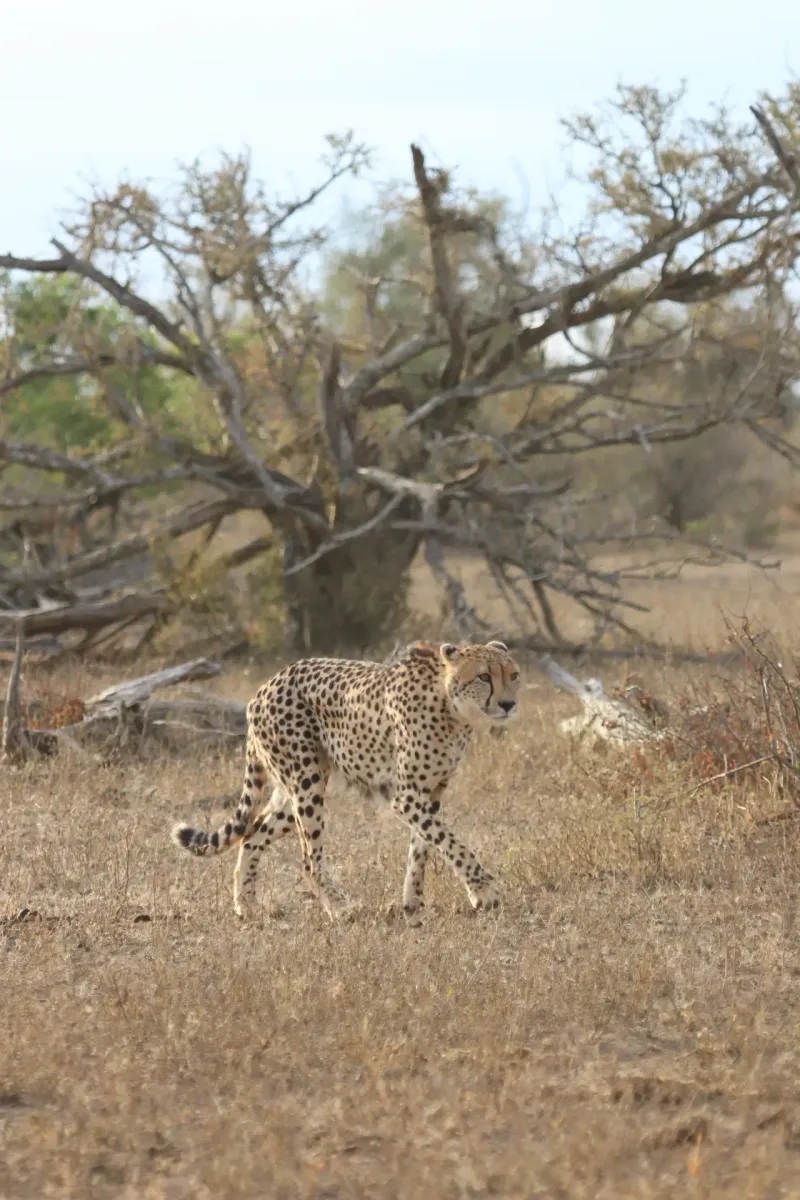 Cheetah running across dry savanna ground