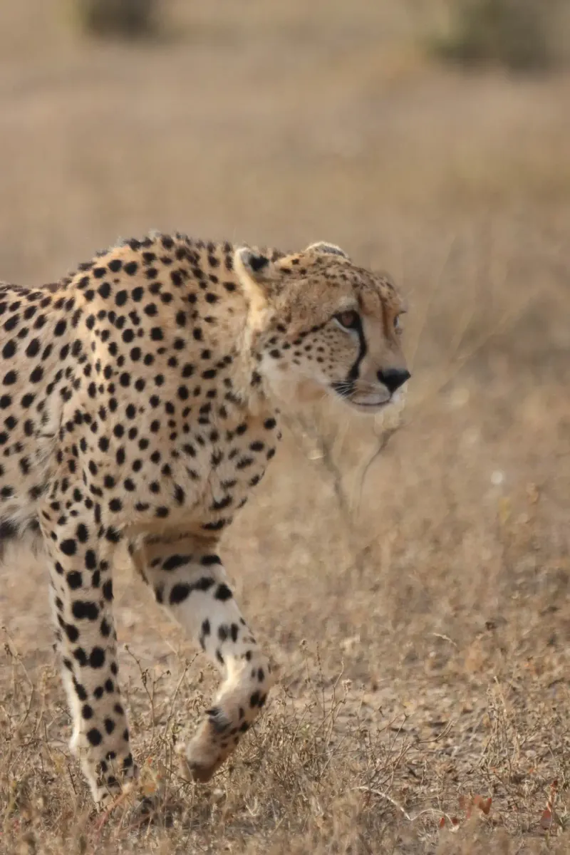 Close-up of cheetah face and spotted coat