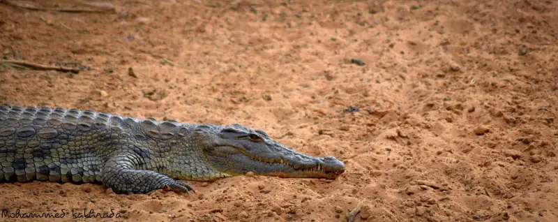 Crocodile basking on sandy riverbank