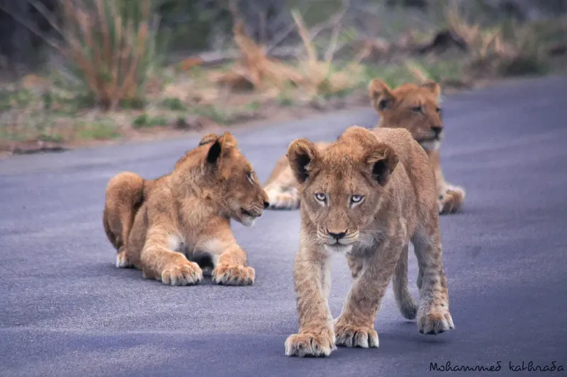 Three lion cubs resting on road