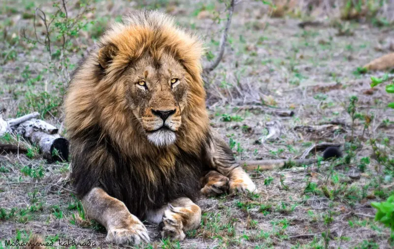 Majestic male lion lying in green grass